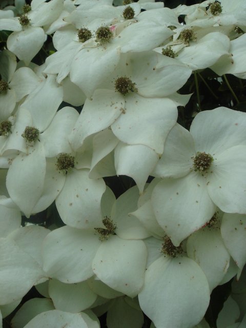 Cornus kousa fleur detail